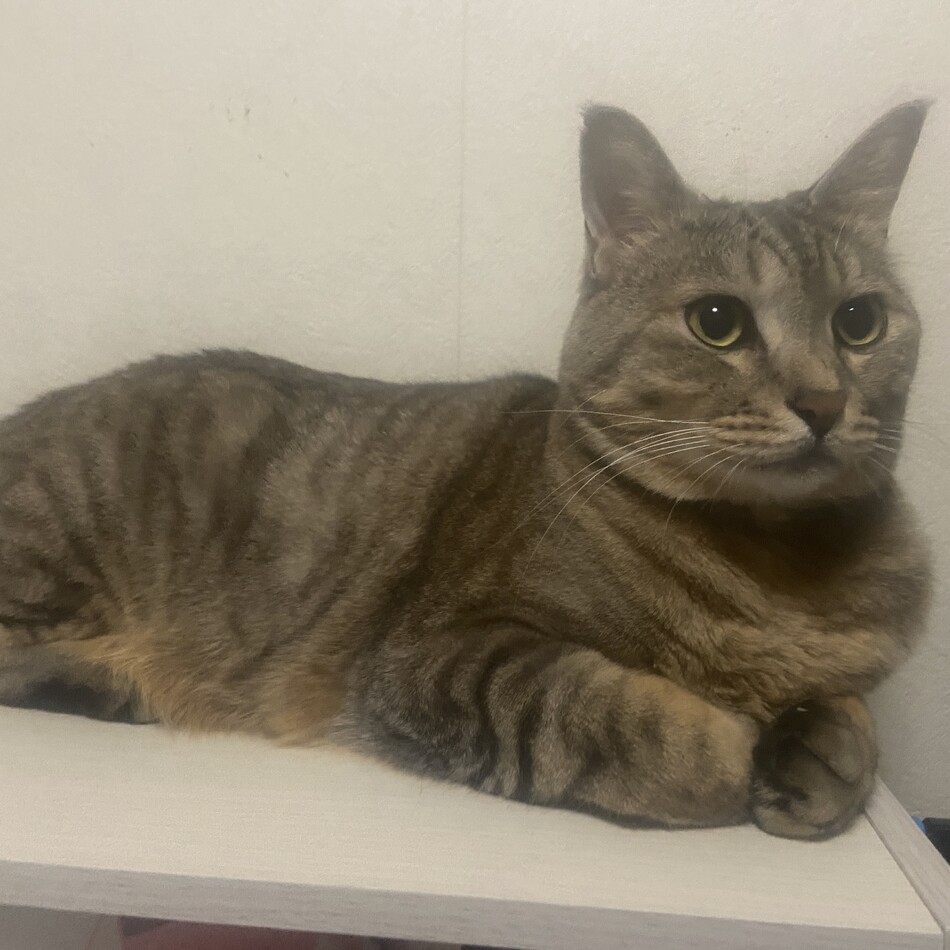 銀河のカバー写真