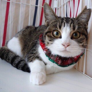 【1/28芝浦】名前も見た目も「おもち」1匹譲渡可