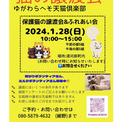 第7回 猫の譲渡会 湯河原町