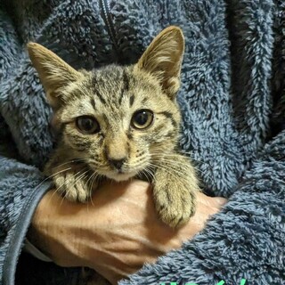 段ボールに入れられて棄てられました