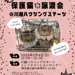 川越ハウジングステージ保護猫譲渡会