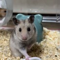 1月5日生まれキンクマハムスター9匹