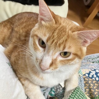 大きな甘えんぼう☆茶太郎くん