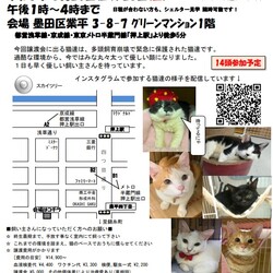 スカイツリー近く　猫の譲渡会です！
