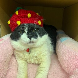 スカイツリー近く　猫の譲渡会です！ サムネイル2