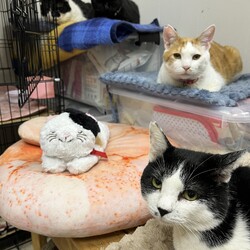 スカイツリー近く　猫の譲渡会です！ サムネイル3