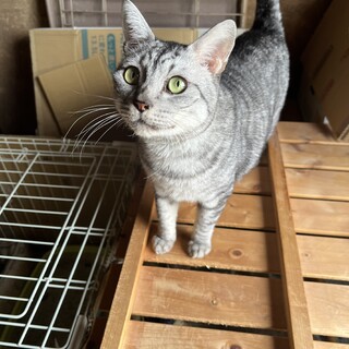 エイズでも元気！人懐っこ過ぎるサバトラのライくん