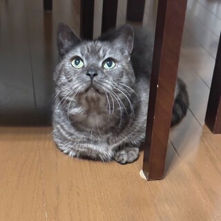 マンチカンのルイくん