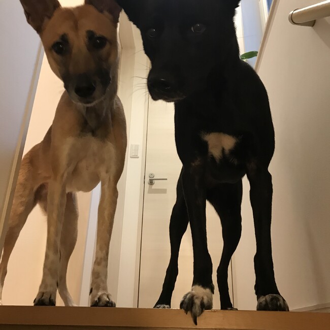 むぎじるのカバー写真