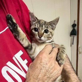 キジ　サビ混じり　子猫