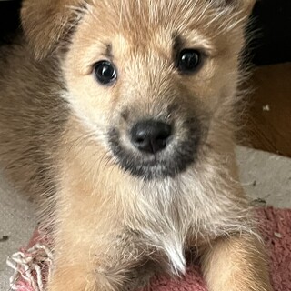 テリア風子犬②