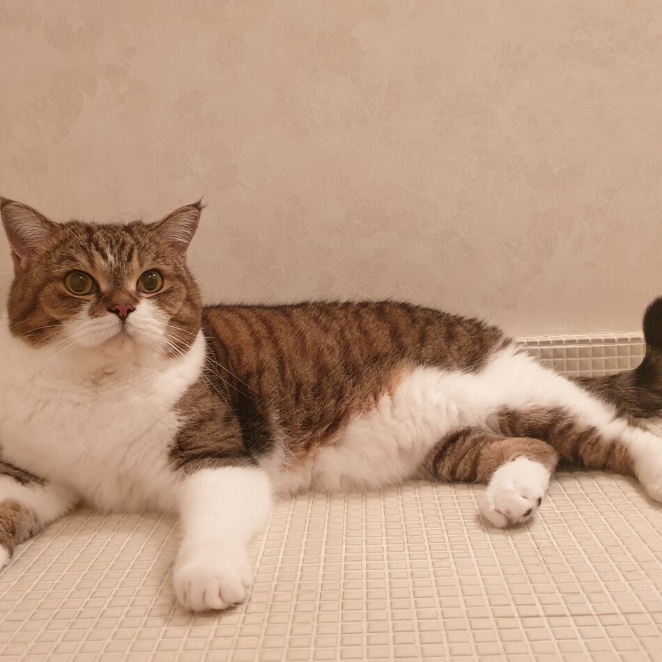 レンのカバー写真