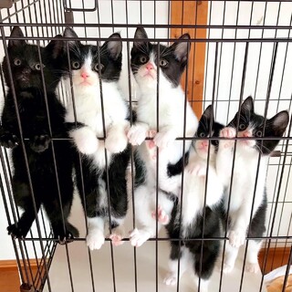 【1/28芝浦】長ズボン柄ハチワレ学くん