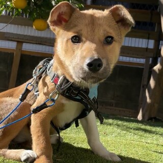 【募集】あいちゃん♀の幸せが見つかりました♡