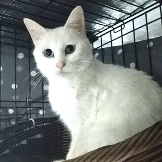 【4/21芝浦】アクア＆アンバーのオッドアイ美猫