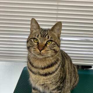 ボンちゃん・元気いっぱいな男の子