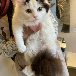 白黒猫4兄妹の家族探し♪