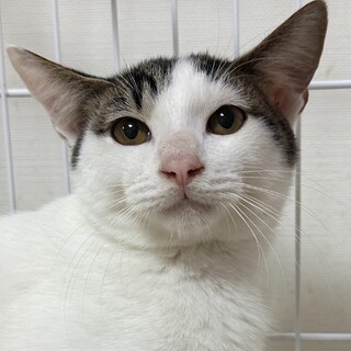 1/7赤羽譲渡会♡優しいモヒちゃん☆