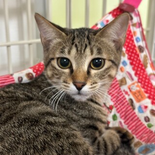 1/7赤羽譲渡会♡ハナちゃんは怖がりの女の子♬