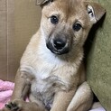 柴風の可愛い子犬③