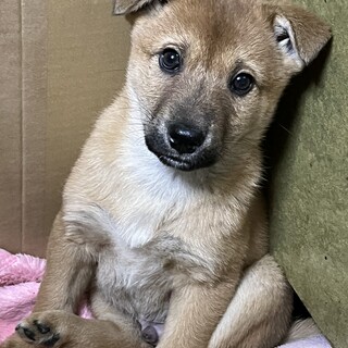 柴風の可愛い子犬③
