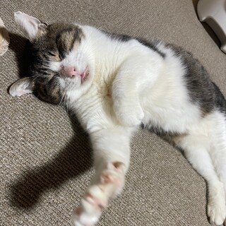 穏やか優しい甘えん坊です