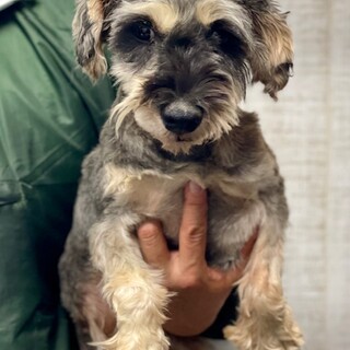 23-M421　性格最高！！シュナ様！！