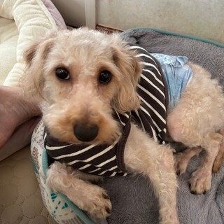 元気でフレンドリートイプードル男の子１歳半くらい