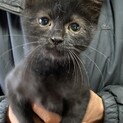 人懐こい黒猫ちゃん優しい里親さま募集！