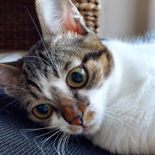 【人慣れ修行中】小柄な女の子★はなちゃん