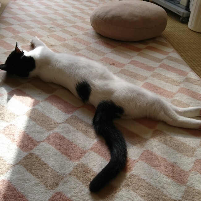 にゃんの手のカバー写真