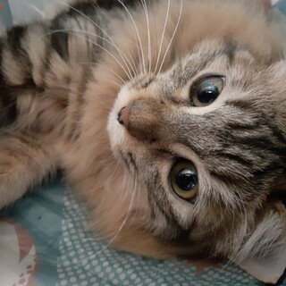 飛んで跳ねて元気にいっぱいのキジ長毛 アリスちゃん