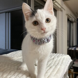 撫でるとウサギみたいな短い尻尾をあげて喜ぶミゲル君