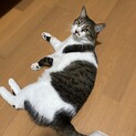 癒し系の猫さんです