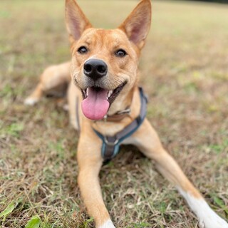 【アン】野犬の子