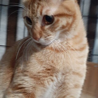 元気いっぱいの甘えん坊さん 朔(さく)君