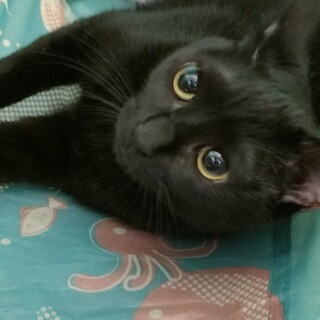 お目目ぱっちりのおっとりさん メグちゃん