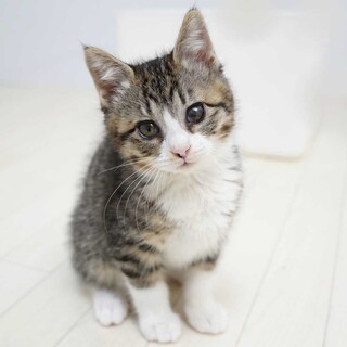 悶絶かわいい！キジ白の女の子