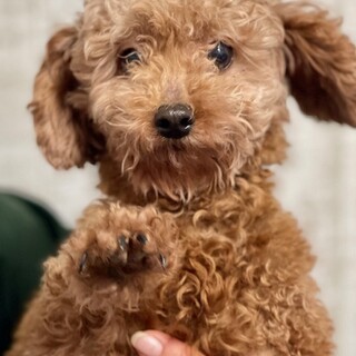 23-W413 とってもお利口さんです！！