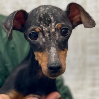 23-W424　健気なミニピンちゃん( ；∀；)