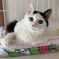 遠慮がちな甘えんぼ【ホシ】
