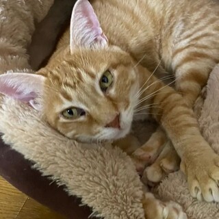 募集一時停止FIPに負けなかったエイズキャリア猫