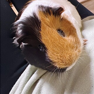 モルモットのポークちゃん