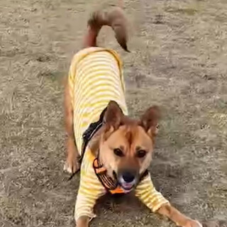 【サニー】野犬の子