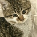 まん丸お顔の美猫ちゃん♪生後約3ヶ月