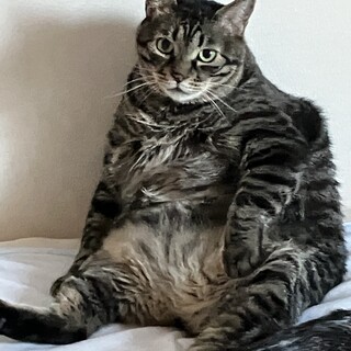 ぽっちゃりな甘えん坊ドラム君4歳