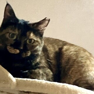 丸顔のキュートサビちゃん