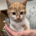 ふわふわかわいい❤️子猫の宝石くん