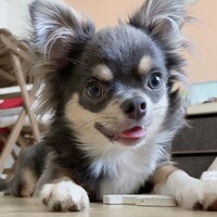 大後　ショコラ