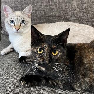 【3/10芝浦】シャム＆キジ初心者OK★人が大好き